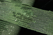 Pasmanterie Cu Paiete 50 mm