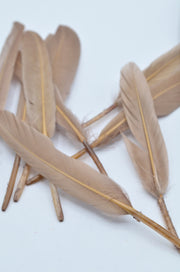 Pene Bej, (5 Buc/Set) 11-14cm