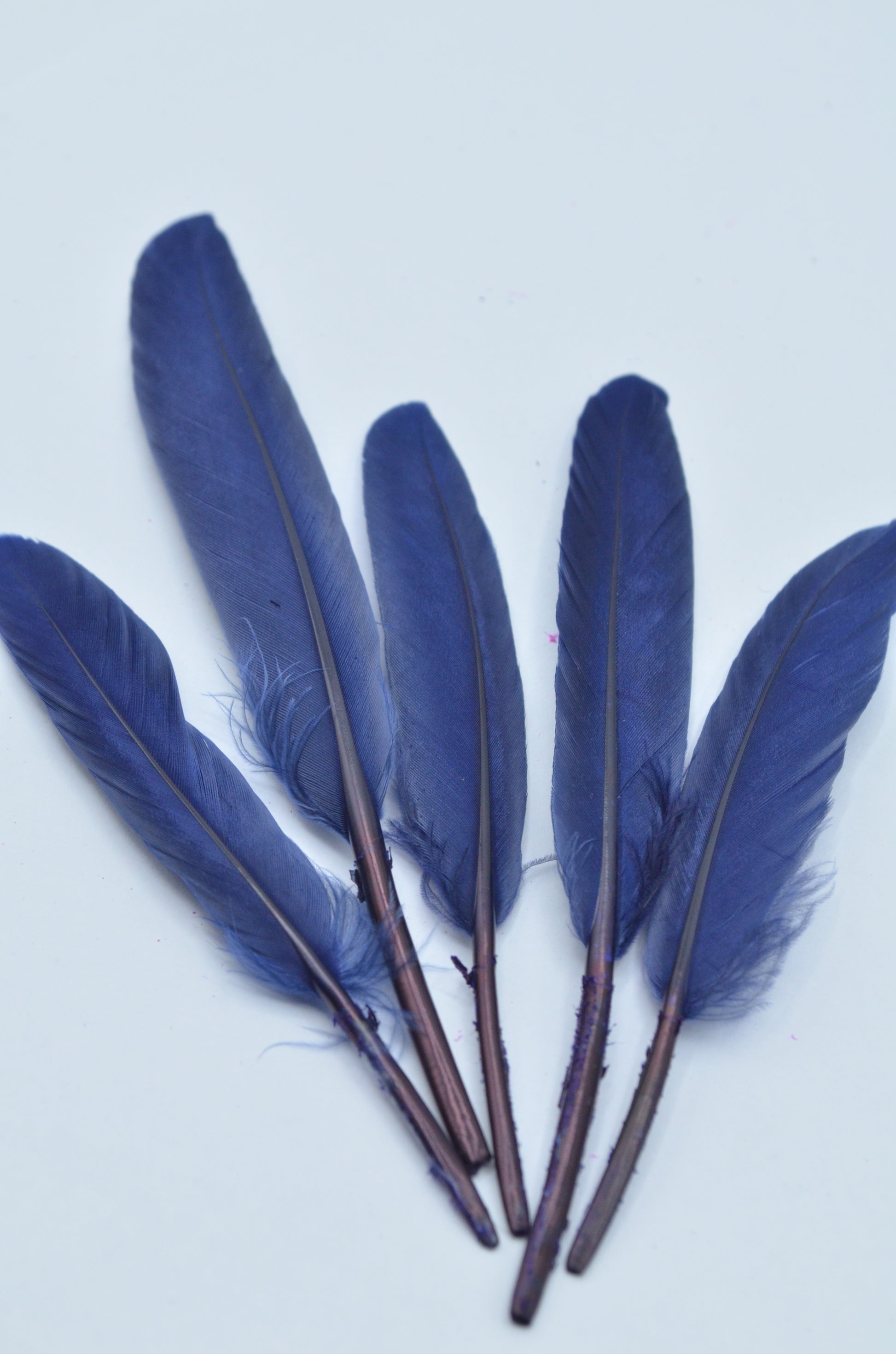 Pene Bleumarin, (5 Buc/Set) 11-14cm